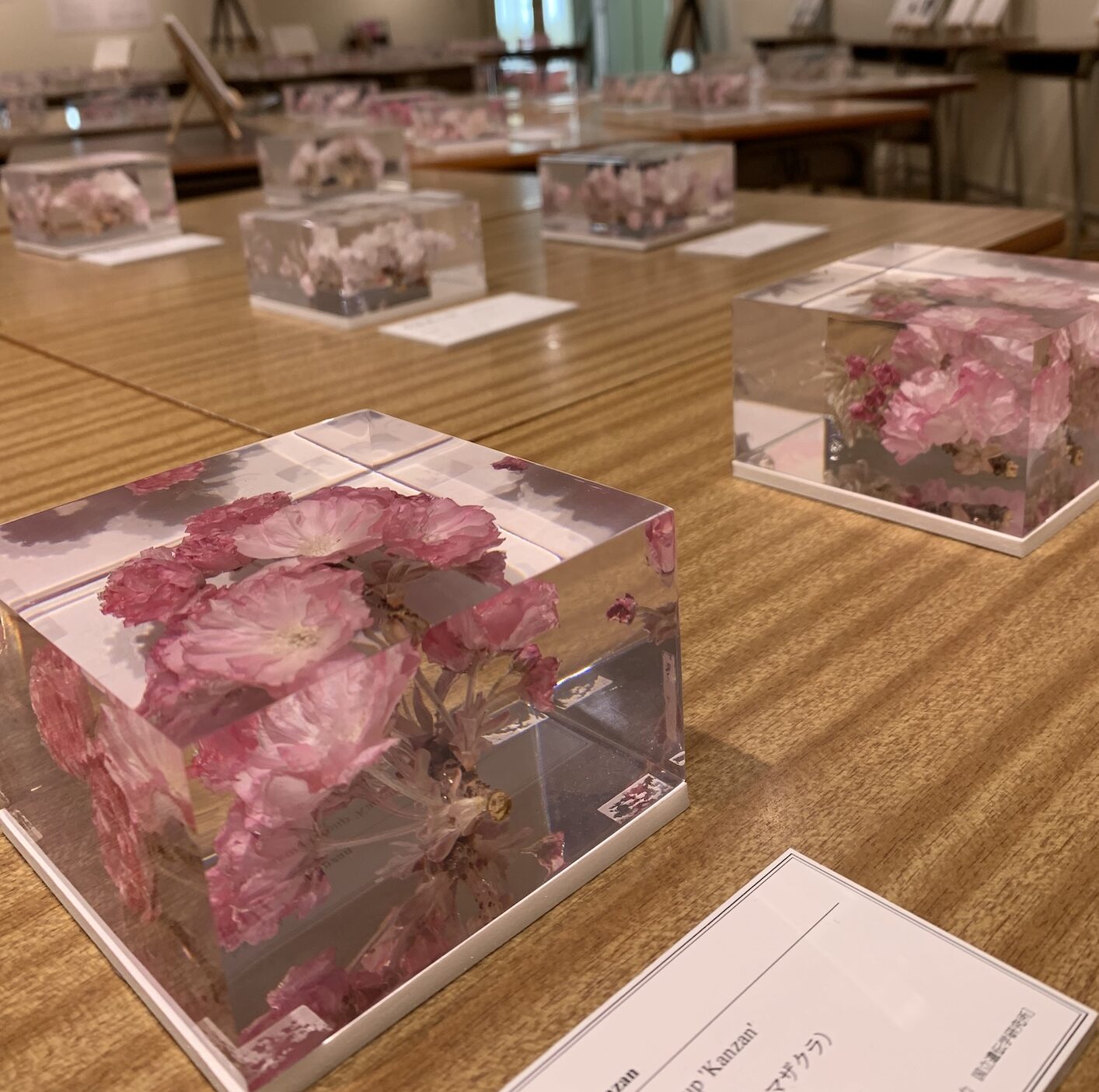 遺伝研の桜、ふじミューの企画展を彩る