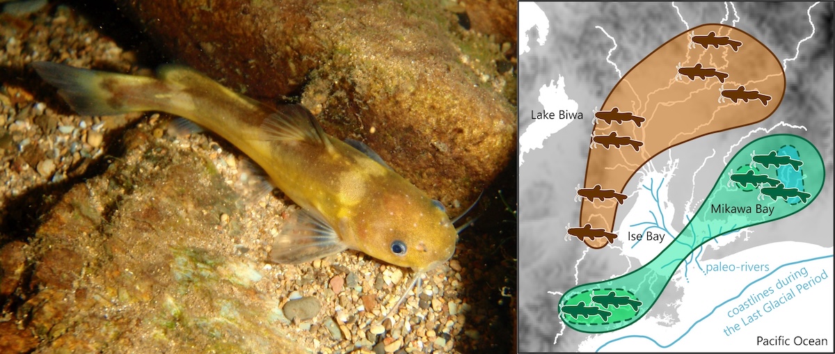 ゲノムでみえた希少魚ネコギギの集団形成史―最終氷期の河川の痕跡