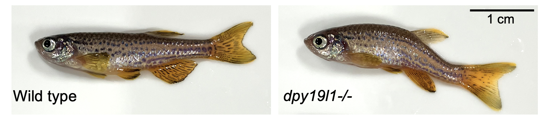 まっすぐな体の軸はどう作られるのか? ──糖鎖修飾が支える背骨形成の新しいしくみ